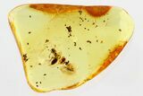 Detailed Fossil Bark Beetle and Ant in Baltic Amber - Rare! #315205-1